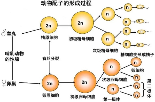 为了让生蚝更好吃：人类将它们改造成“不孕不育”